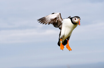 puffin in flight 