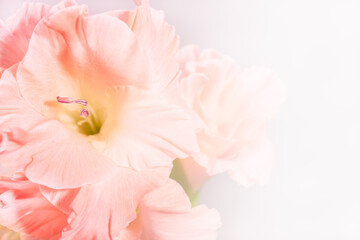 Soft pink flower background with copy space. Perfect backdrop for beauty ad.