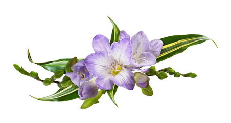 Naklejka premium Purple freesia flowers and green leaves in a floral arrangement isolated
