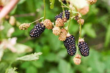 Many ripe organic blackberries growing on a bush in a summer garden