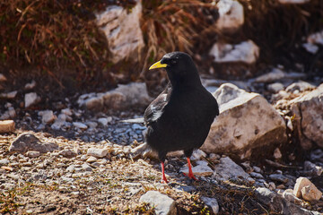 bird Pyrrhocorax graculus stands calmly on a rock against the backdrop of beautiful views of the Dolomites