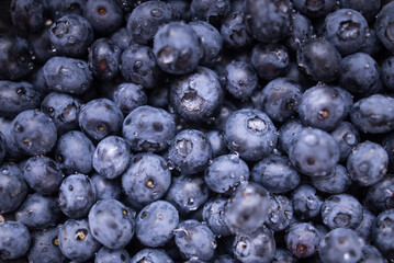fresh blueberry with water drops