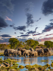Large group of Elephants in Etosha park - obrazy, fototapety, plakaty