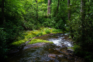 Beautiful peaceful stream in the forest - North Carolina Eastern United States