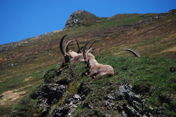 Tour du Mont Blanc (TMB)