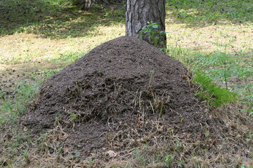 ant hill