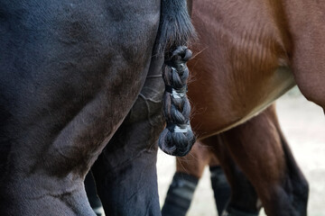 braided tail of polo horse