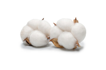 Cotton flower branch isolated on white background.