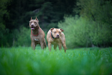 Portrait of two beautiful young pit bull terriers in the field against the background of the forest.