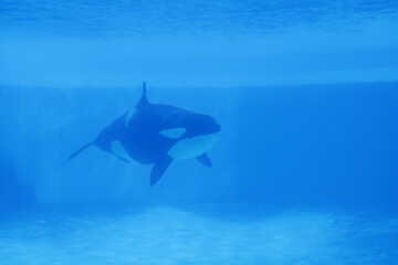 Fototapeta premium Beluga whales in the aquarium, in nature