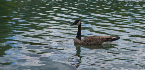 Ducks on the pond in the park. Wild ducks are reflected in the lake. Multi-colored feathers of birds. A pond with ducks and drakes. Duck feed on the surface of the water. Ducks eat food in the water