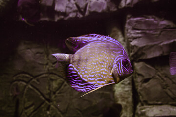 Fototapeta na wymiar Exotic fish 