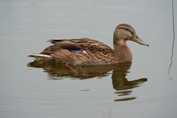 Ducks on the pond in the park. Wild ducks are reflected in the lake. Multi-colored feathers of birds. A pond with ducks and drakes. Duck feed on the surface of the water. Ducks eat food in the water