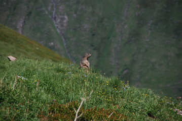 Fototapeta premium Tour du Mont Blanc (TMB)