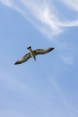 Beautiful shots of a seagull flying in the sky