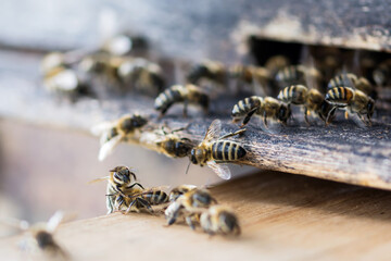 Bees flying to beehive, close up view of bees and beehive. Apiculture concept 