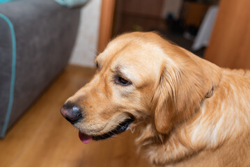 Golden retriever dog mouth open sitting on the floor at home.golden labrador portrait.Closeup.Side view.