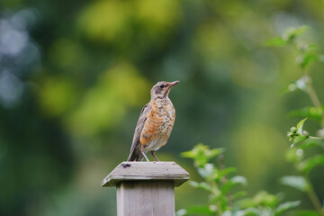 Naklejka premium Bird on the roof ridge