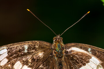 Kleiner Eisvogel  auf einem Blatt
