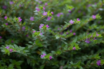 Photo by: Tyminski Kamil