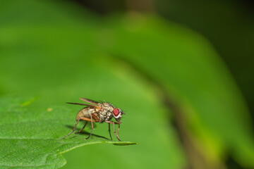 Fliege auf Blatt