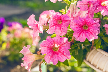 Pink petunia flowers in the garden. Close-up