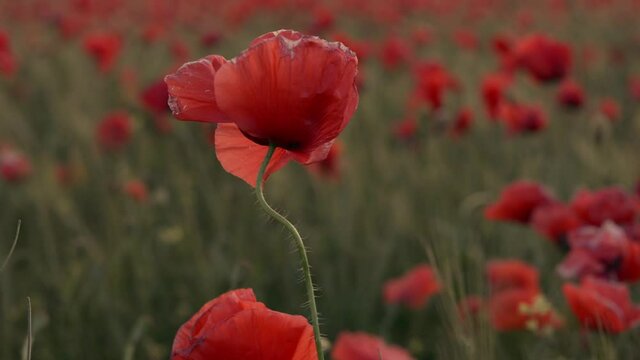 Poppy Field At Sunset. Poppies Bloom Full HD Footage