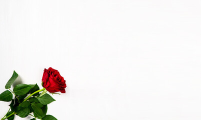 The red rose lies on a white background. Flower rose. Postcard. Background and texture.