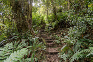 Untouched native forest with unique vegetation at the feet of southern alps. West Coast, South Island, New Zealand.