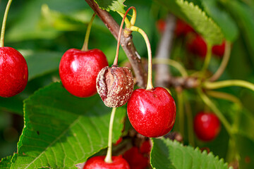 Rotten cherries on a fruit tree among healthy normal ripe berries. Diseases of trees.