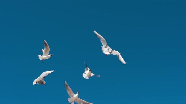 Seagulls Gather in a Group. Seagulls gather in a flock and hover forming a beautiful group. Slow Motion 240 fps