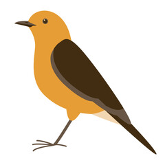 flycatcher bird, vector illustration, flat style