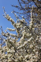 cherry blossom in spring