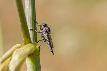 Asilidae 
predatory bug
