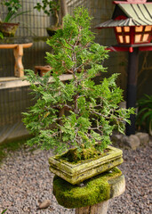 Bonsai tree in the Jardin de Corazon Japanese garden, La Serena, Chile - obrazy, fototapety, plakaty