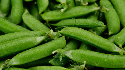 Raw green pea pod close up