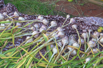 The harvest of large garlic is dried after harvesting from the garden in the summer