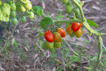 Tomatoes ripen on a plant in greenhouses, red tomatoes on a branch of a tomato bush in the garden