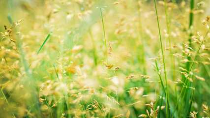 Beautiful golden and green grass in the meadow in the morning at dawn background.