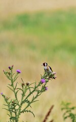 Stieglitz (Carduelis carduelis)