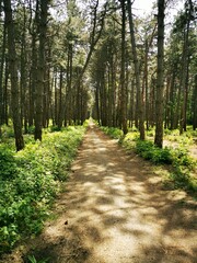 path in the forest