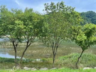 Fototapeta premium tree in the field