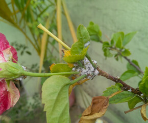 Green leaves in plant infected with small parasites, insect damaging agriculture crops, diseased flowers growing in the garden, nature photography, gardening background
