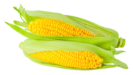 ear of corn isolated on white background