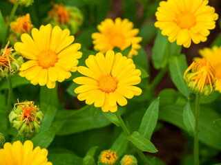 Yellow wildflowers on a green grass background. Calendula flower in a large, detailed plan. The concept of a medicinal plant.
