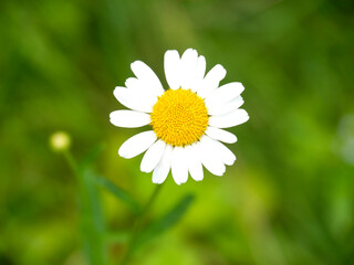 Obraz na płótnie Canvas One white chamomile flower on a blurry green grass background. A blooming daisy is a close-up view from above.