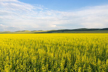 Obraz premium Summer sunny landscape with yellow fields of blooming rapeseed with green hills under a gorgeous blue sky