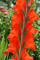 Gladiolus "Emperor" is a majestic variety. Bright red flowers with a slight crimson tint.