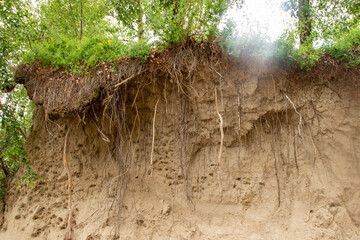 Trees grow on the edge of the cliff. Hanging tree roots exposed by landslide and soil crumbling....