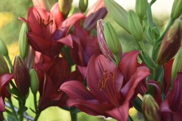 Fototapeta premium Lily Corallo LA-hybrid bright red flowers in the garden